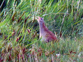 Corncrake- Balranald