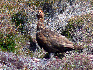 Red Grouse