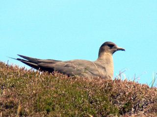 Arctic Skua-dark phase