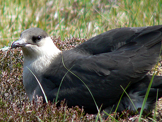 Arctic Skua-pale phase
