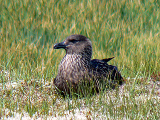 Great Skua