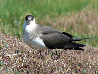 Arctic Skua- pale phase