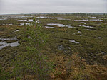 Bog