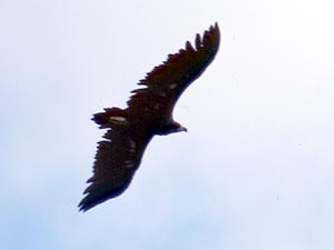 Black Vulture