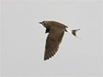 Collared Pratincole
