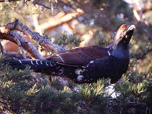 Capercaillie