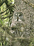 Great Grey Owl