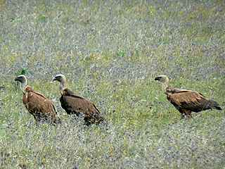 Griffon Vultures