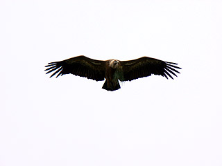 Griffon Vulture