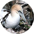 Gannet & chick