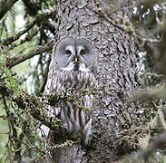 Great Grey Owl