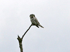 Hawk Owl