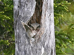 Hawk Owl nest