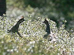 Hazelhen
