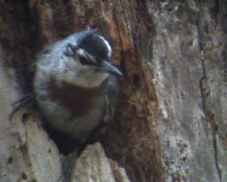 Krupers Nuthatch