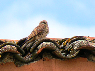 Lesser Kestrel