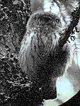Pygmy Owl