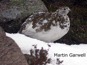 Ptarmigan
