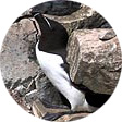 Razorbill