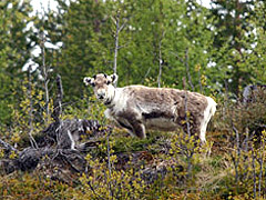 Reindeer