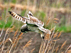 Short- eared Owl