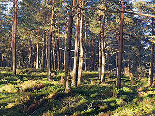 Abernethy