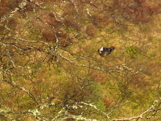 Black Grouse
