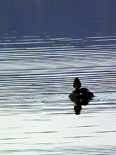 Goldeneye