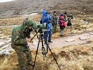 Watching Ptarmigan