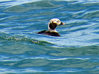 Long-tailed Duck
