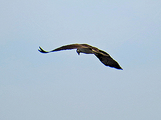 Osprey