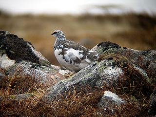 Ptarmigan
