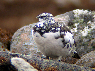 Ptarmigan