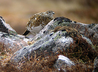 Ptarmigan