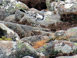 Ptarmigan