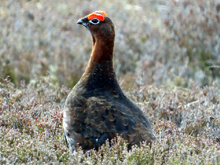 Red Grouse