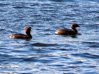 Slavonian Grebe
