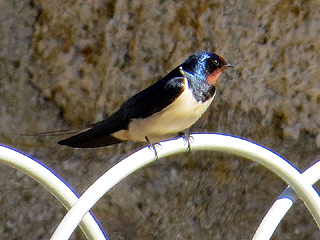 Swallow
