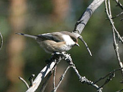 Sioberian Tit