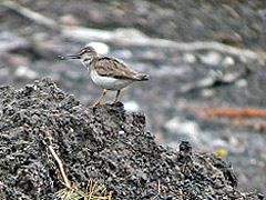 Terek Sandpiper