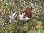 Willow Grouse