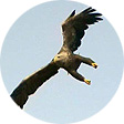White-tailed Eagle