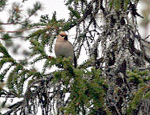 Waxwing