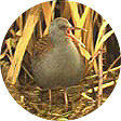 Water Rail 01