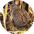 Water Rail 02