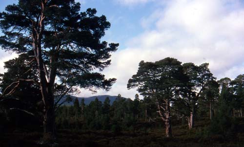 Abernethy Forest