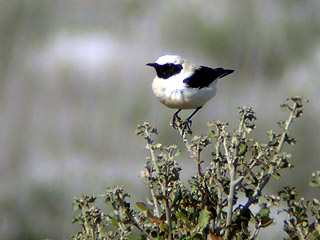 Black-eared Wheatear