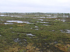Bog