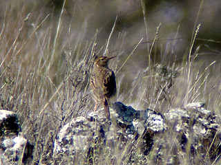Dupont's Lark
