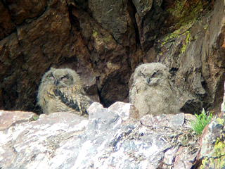 Eagle Owl nest